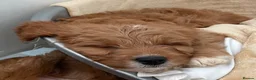 Cavapoo dogs for sale: ADORABLE CAVAPOO PUPPIES  - Advert 28