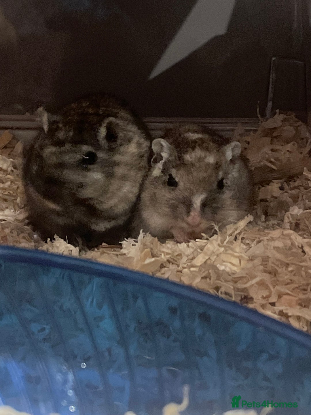 Gerbil rodents for sale: Female gerbils - Advert 1