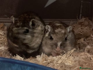 Gerbil rodents Female gerbils - Advert 12