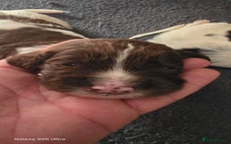 Sprocker dogs for sale: Spaniel Puppies  - Image 8
