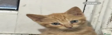 Ginger boy 1 