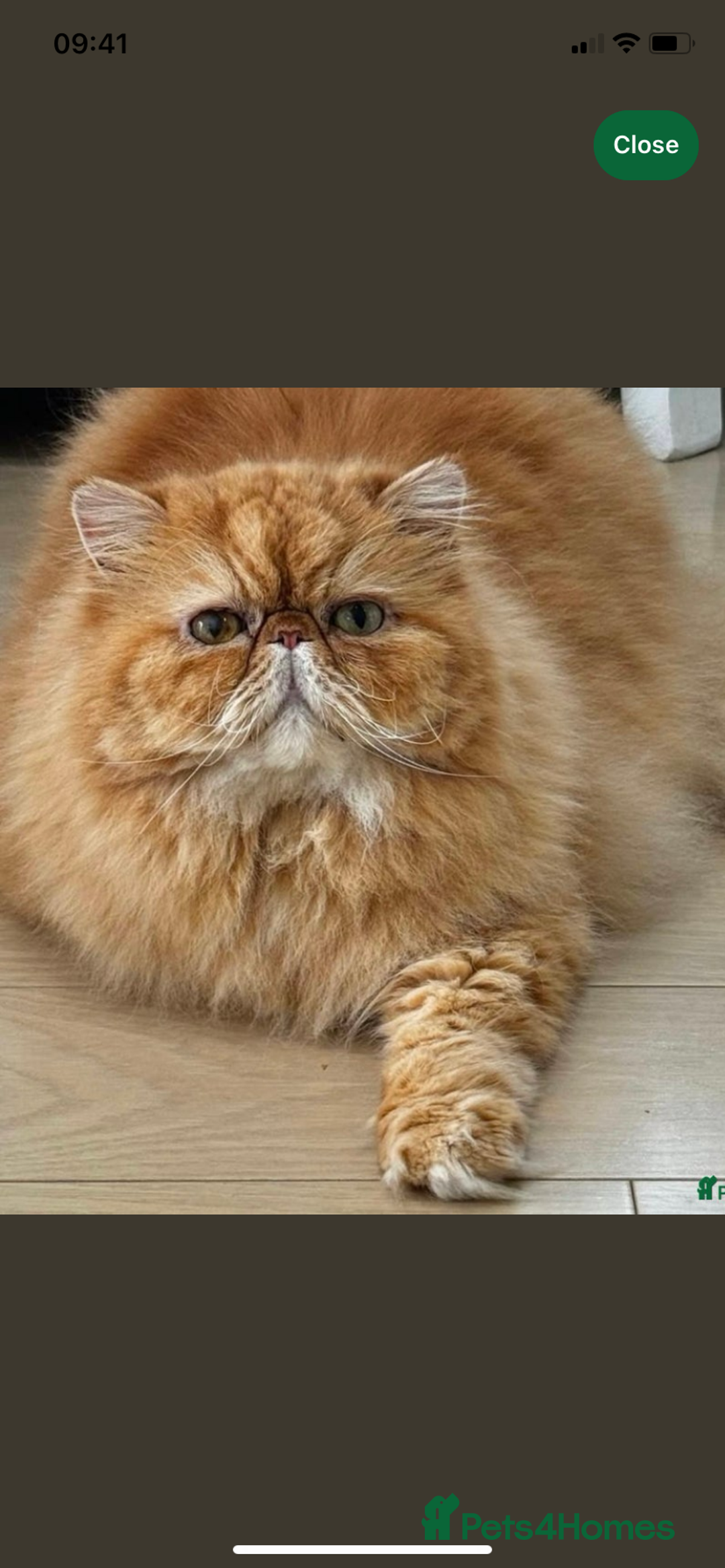Persian cats for sale: *5 Generations Pedigree Persian Kittens - Image 18