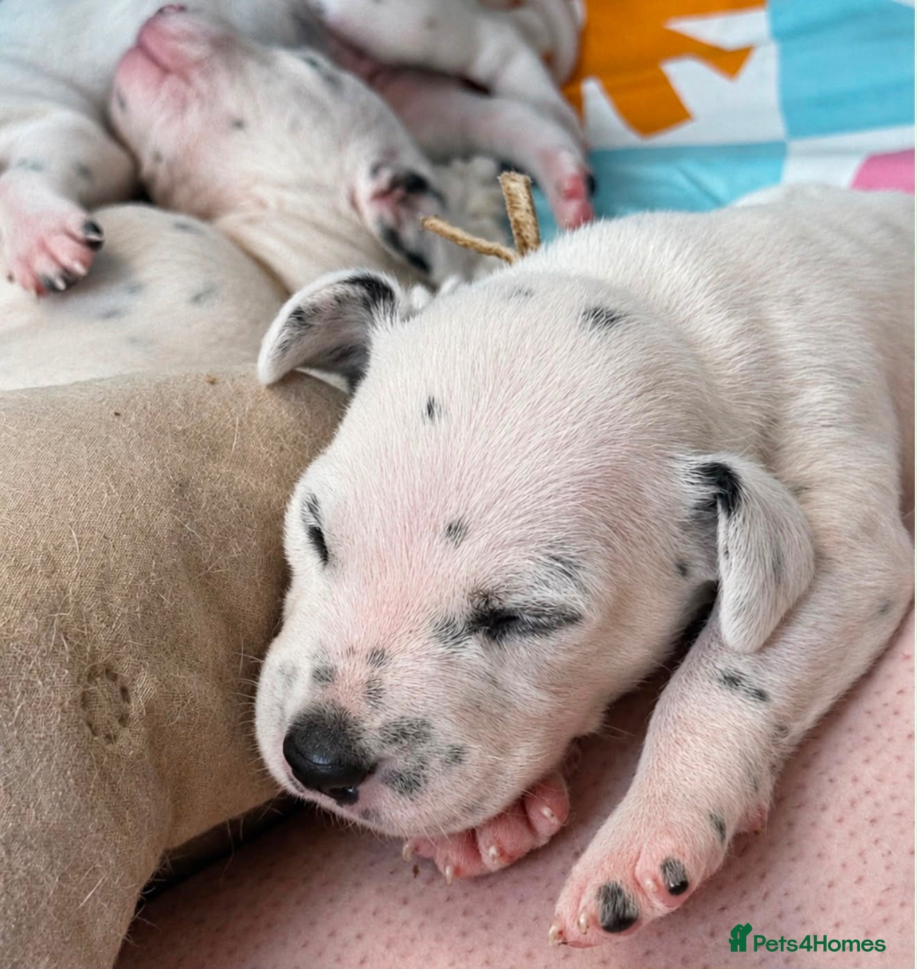 Dalmatian dogs Beautiful Dalmatian puppies - Advert 10