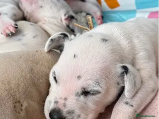 Dalmatian dogs Beautiful Dalmatian puppies - Advert 10