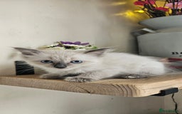 Ragdoll cats for sale: Stunning Ragdoll boys avalible  - Image 7