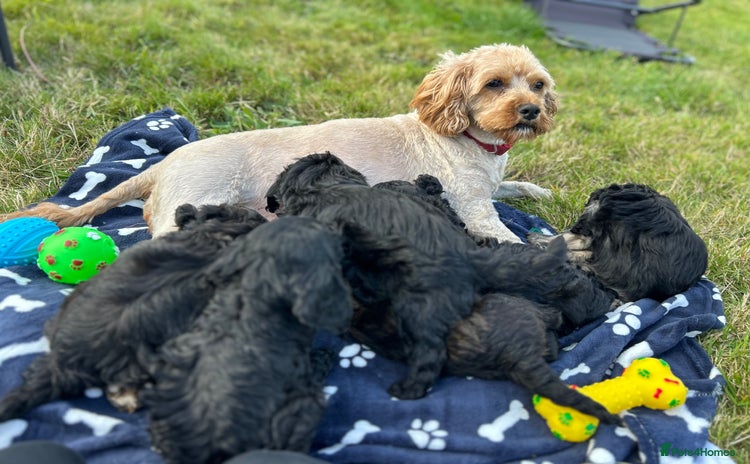 Cavapoo dogs - Advert 11