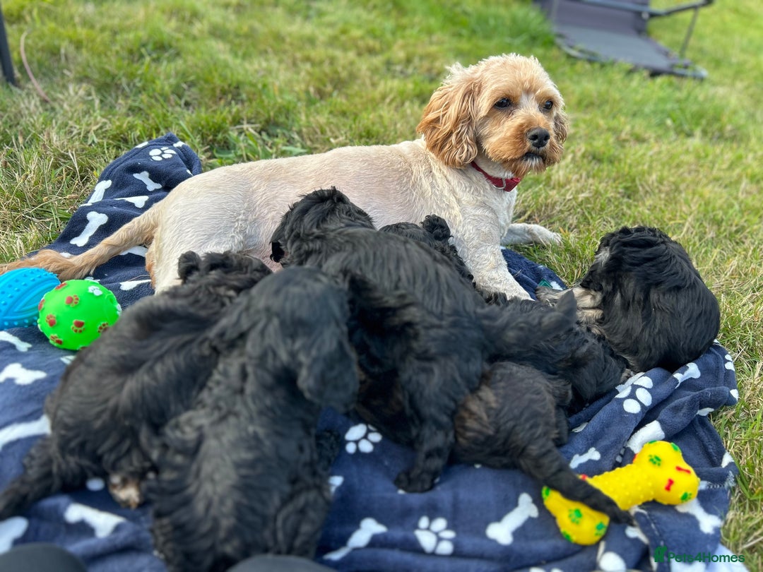 Cavapoo dogs for sale: Cavapoo puppies - Image 1