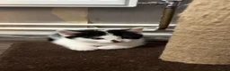 British Shorthair cats for sale: Adorable Kittens looking for a loving home  - Advert 7