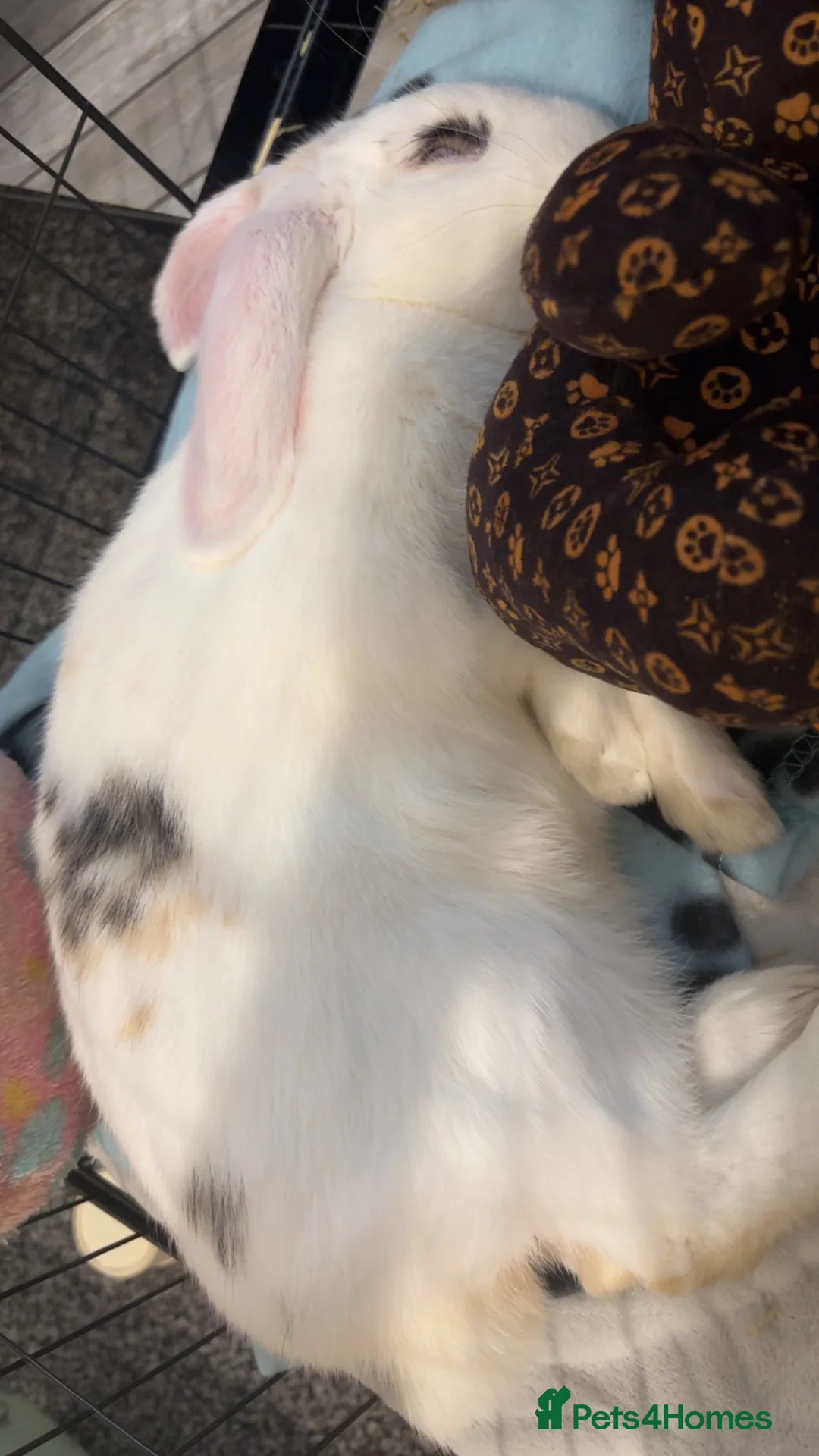 Mini Lop rabbits for sale: Mini Lop Bunny  - Advert 2