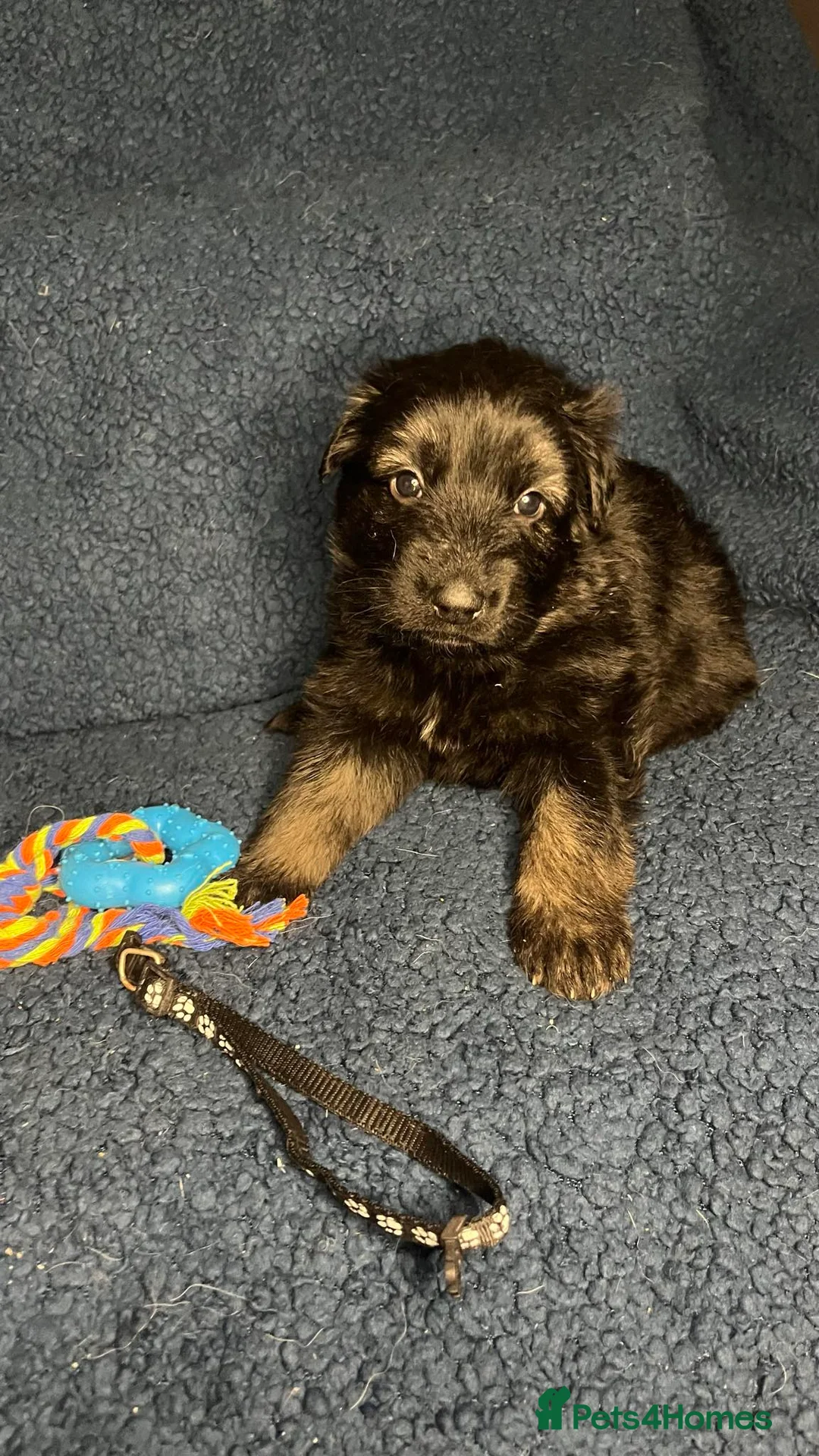 German Shepherd dogs for sale: Straight back German Shepherd amazing temperaments - Advert 6