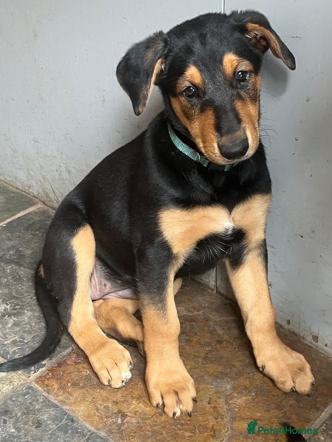 Mixed Breed dogs for sale: Belgian Malinois X Dobermann in Cheltenham - Image 33