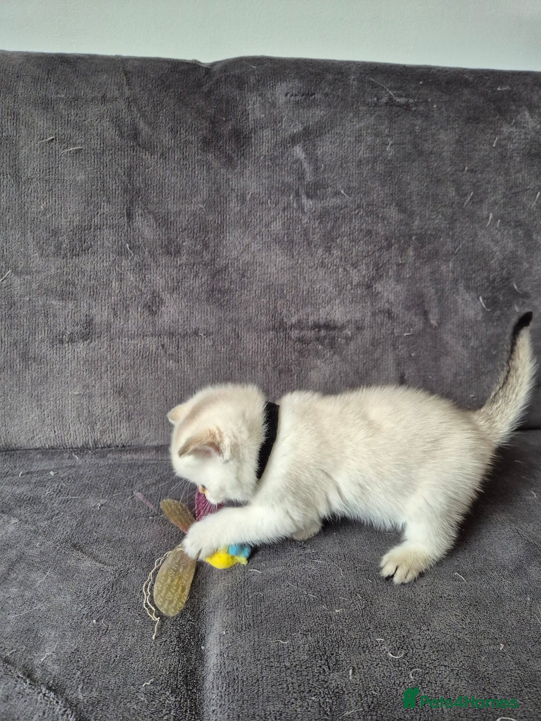 British Shorthair cats for sale: TICA Blue/gold/silver colourpoint - Image 13
