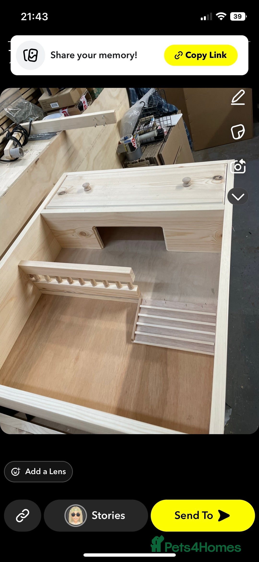 Tortoise reptiles for sale: Baby Horsefeild Tortoises  - Advert 7