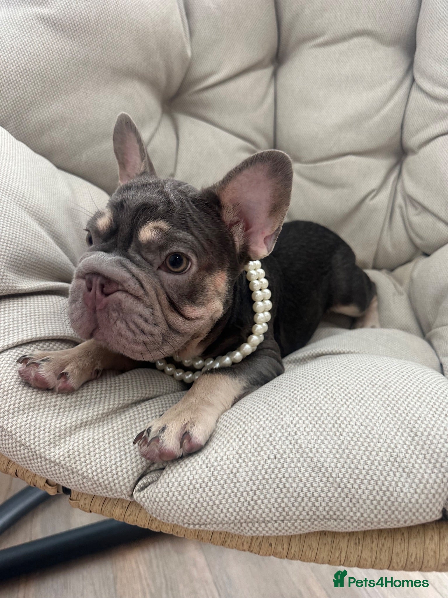 French Bulldog dogs French Bulldog Blue & Platinum Puppies  - Advert 4
