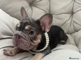 French Bulldog dogs French Bulldog Blue & Platinum Puppies - Advert 4