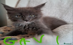 Maine Coon cats for sale: Gorgeous Maine Coon Kittens-Champion Bloodlines - Image 15