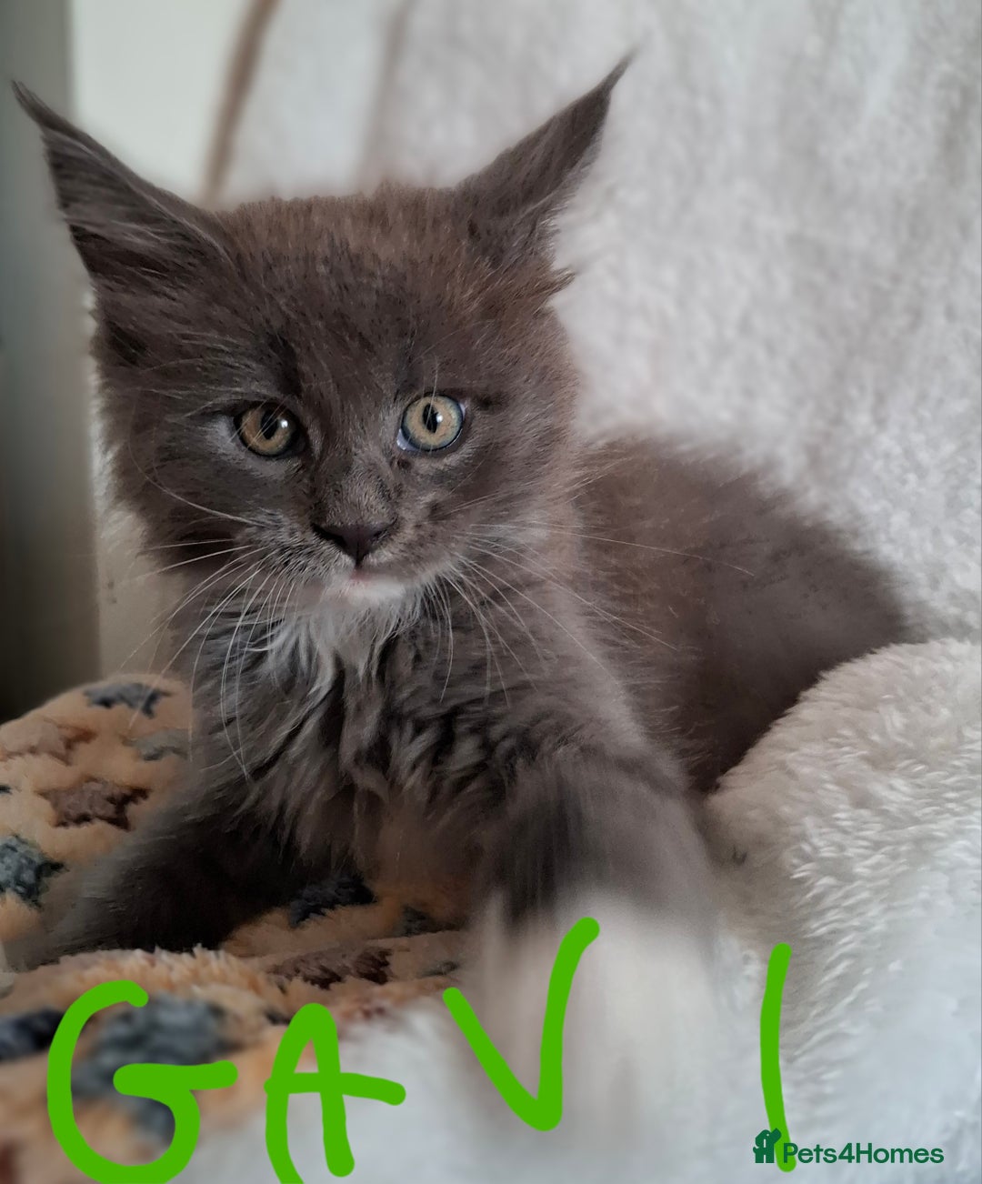 Maine Coon cats for sale: Gorgeous Maine Coon Kittens-Champion Bloodlines - Image 15