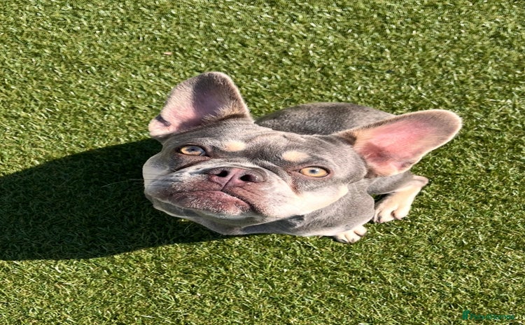French Bulldog dogs - Advert 1