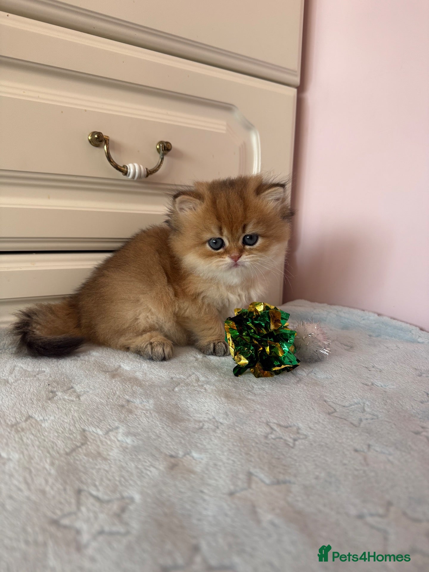 British Shorthair cats 🌟PREMIUM GOLDEN BRITISH SHORT/LONGHAIRS 🌟 - Advert 1