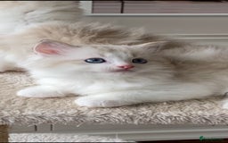 Ragdoll cats for sale: INDOOR TWO MALE GCCF REGISTERED RAGDOLL KITTENS - Image 17