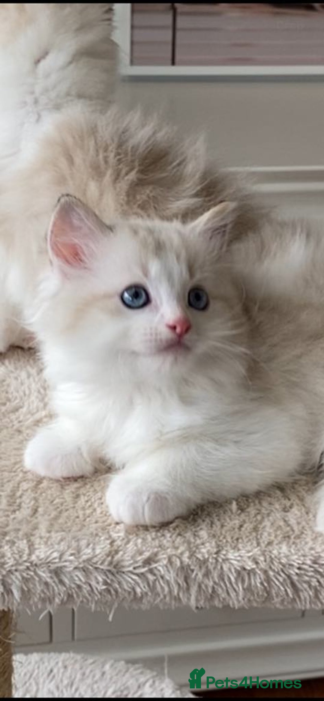 Ragdoll cats for sale: INDOOR TWO MALE GCCF REGISTERED RAGDOLL KITTENS - Image 17