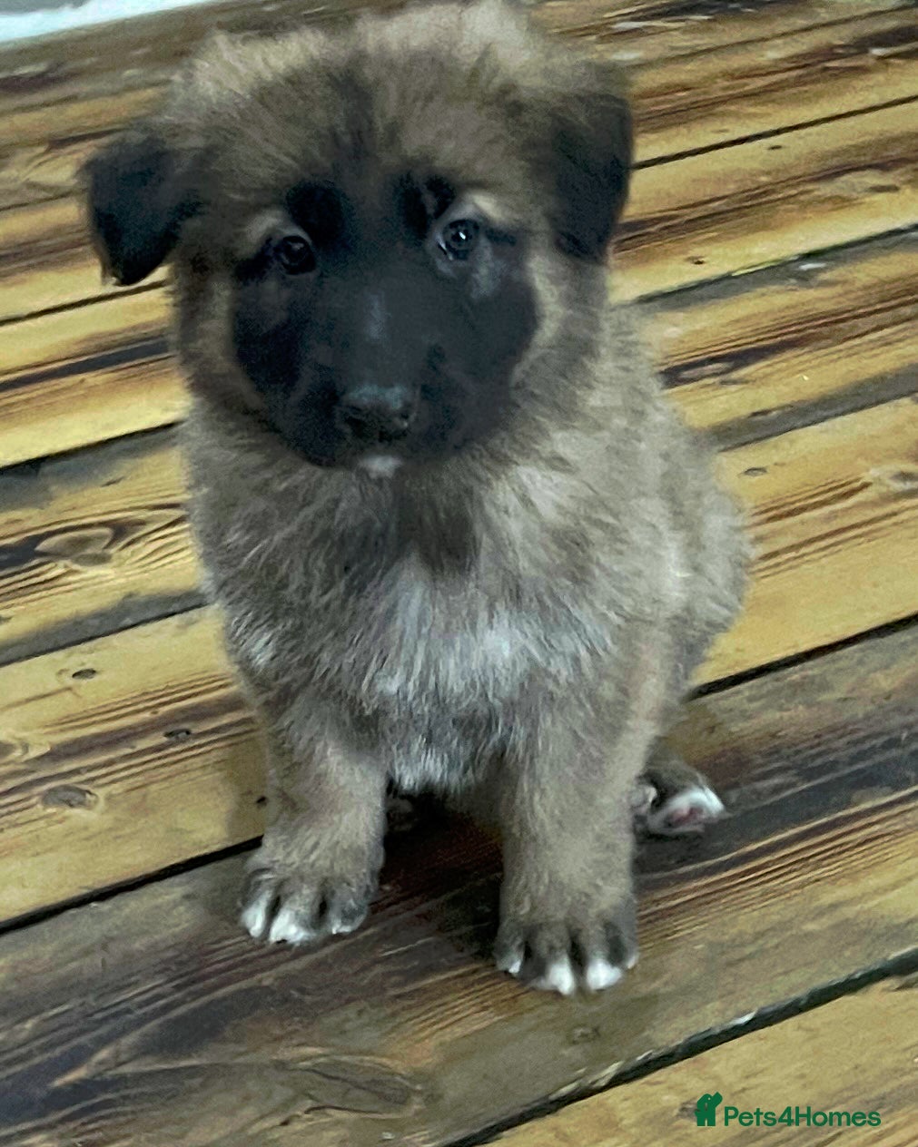 German Shepherd dogs KC Health tested straight back long coat puppies - Advert 3