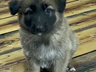 German Shepherd dogs KC Health tested straight back long coat puppies - Advert 3