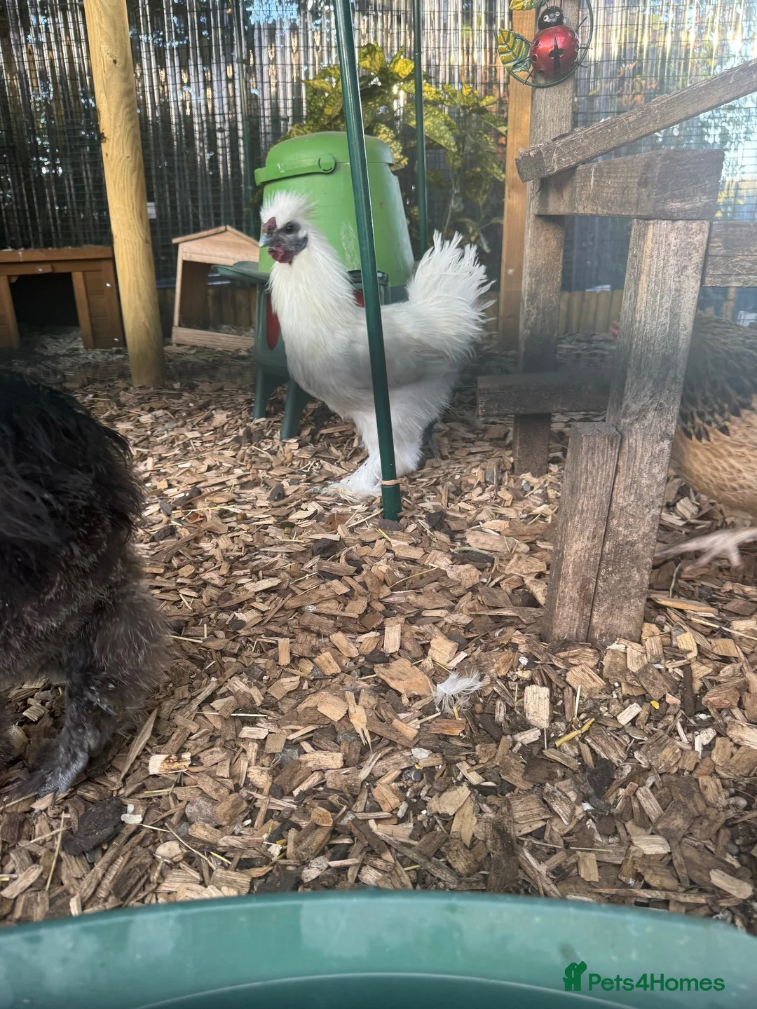 Chickens poultry for sale: White silkie Cockerel  in Banstead - Advert 2