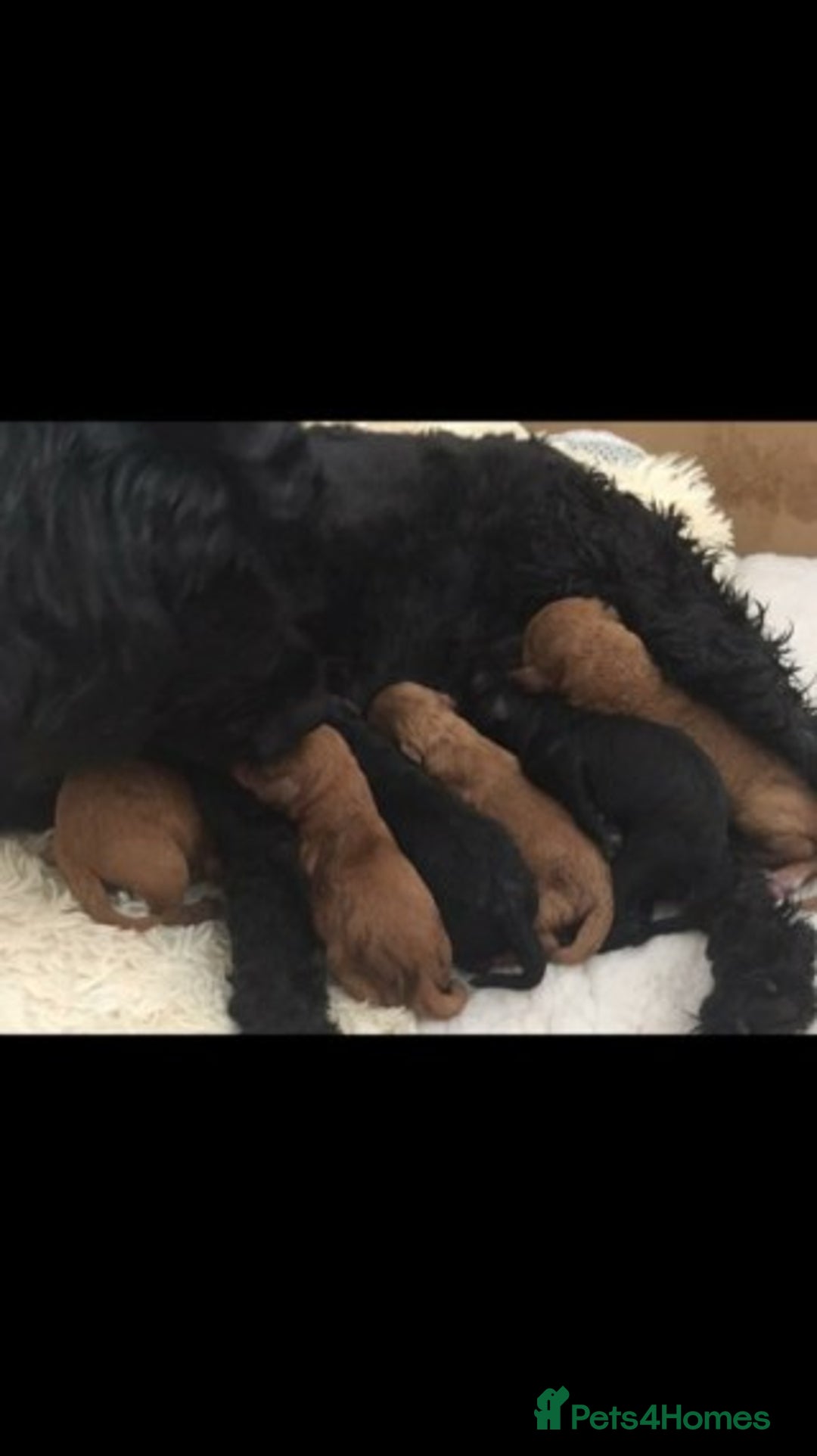 Miniature Poodle dogs for stud: Extensively Health Tested Deep Red Mini Poodle in Mansfield - Image 20