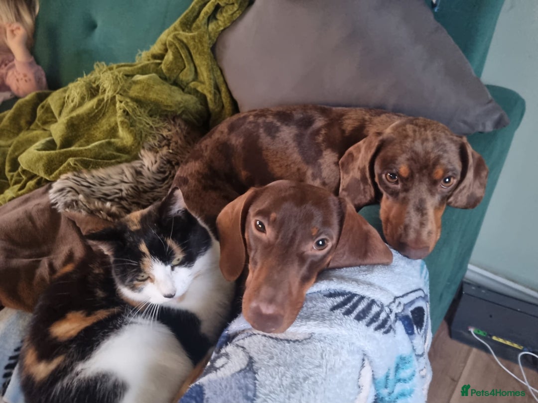 Miniature Dachshund dogs for sale: For Sale Adorable Miniature Dachshund puppies - Advert 30