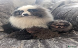 Pomeranian dogs for sale: Pomeranian puppies mixed colours  - Image 18