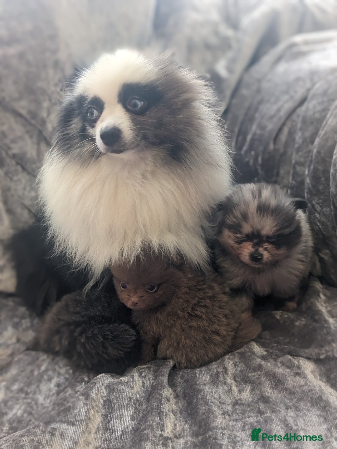 Pomeranian dogs for sale: Pomeranian puppies mixed colours  - Image 18
