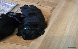 Goldador dogs for sale: Goldador x Labrottie Miniature Puppies for Sale - Advert 23