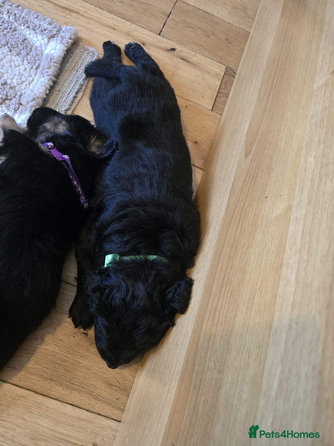 Goldador dogs for sale: Goldador x Labrottie Miniature Puppies for Sale - Advert 23