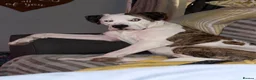 Mixed Breed dogs for sale: American bulldog x English bull terrier  - Advert 4