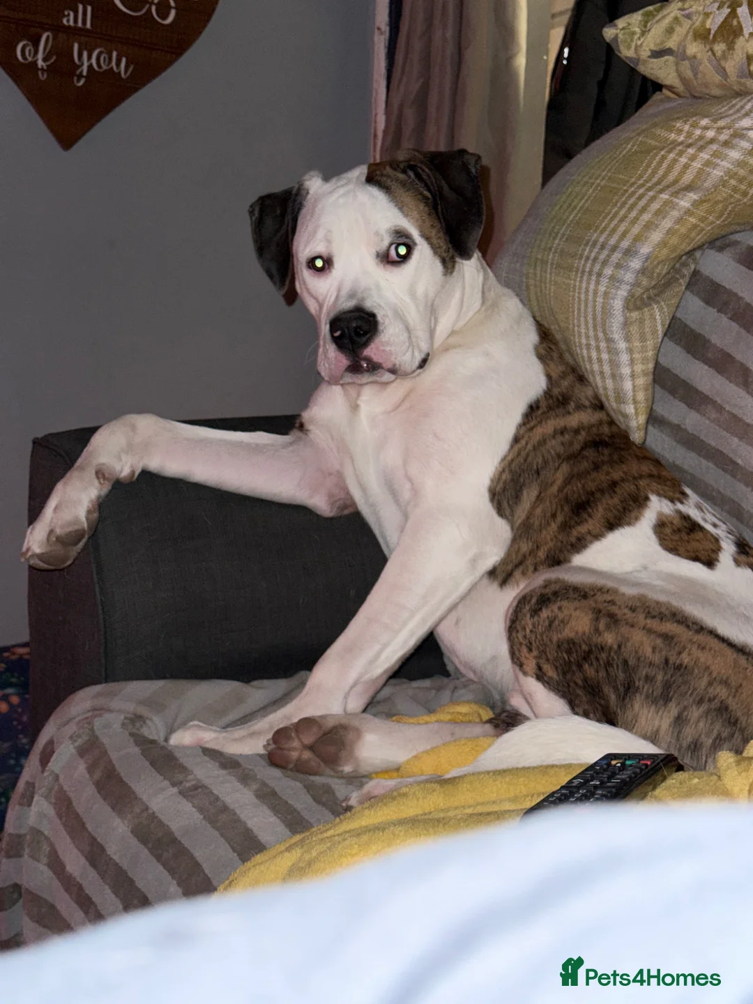Mixed Breed dogs for sale: American bulldog x English bull terrier  - Advert 4