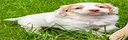 Cockapoo dogs for sale: Ready now! Licensed breeder health tested F1 pups - Advert 10