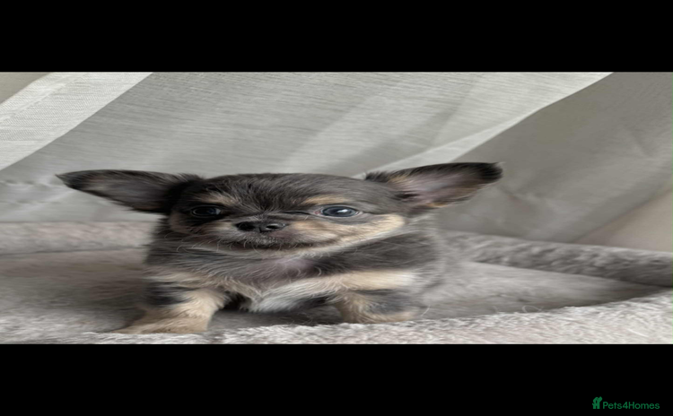 Chihuahua dogs - Advert 2