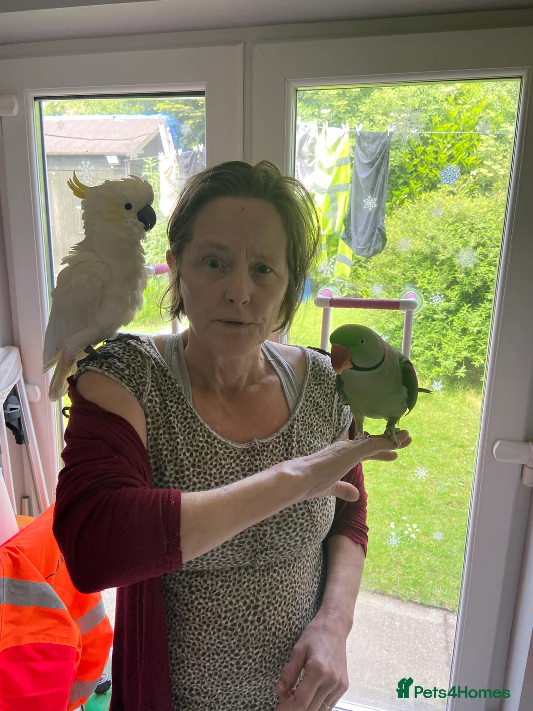 Cockatoo birds for sale: Lesser crested Cocatoo - Advert 4