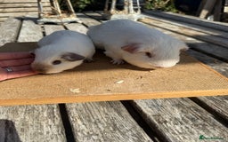 Guinea Pig rodents for sale: Pure bred California & Swiss guineapigs  - Image 8