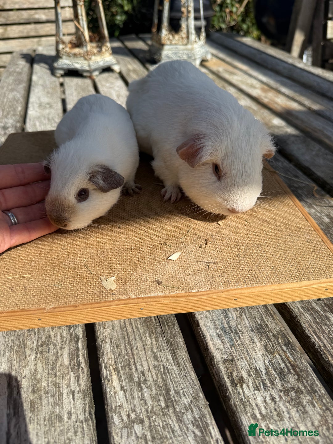 Guinea Pig rodents for sale: Pure bred California & Swiss guineapigs  - Image 8