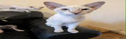 Siamese cats for sale: 1 male and 2 female siamese in Stockport - Advert 7