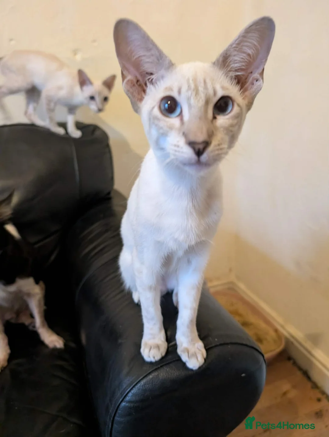 Siamese cats for sale: 1 male and 2 female siamese in Stockport - Advert 7