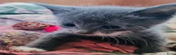 Mixed Breed cats for sale: Beautiful grey kittens for sale in Swindon - Advert 9