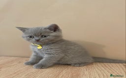 British Shorthair cats for sale: 💎 lilac British Shorthair kittens for reserve ✨ - Image 7