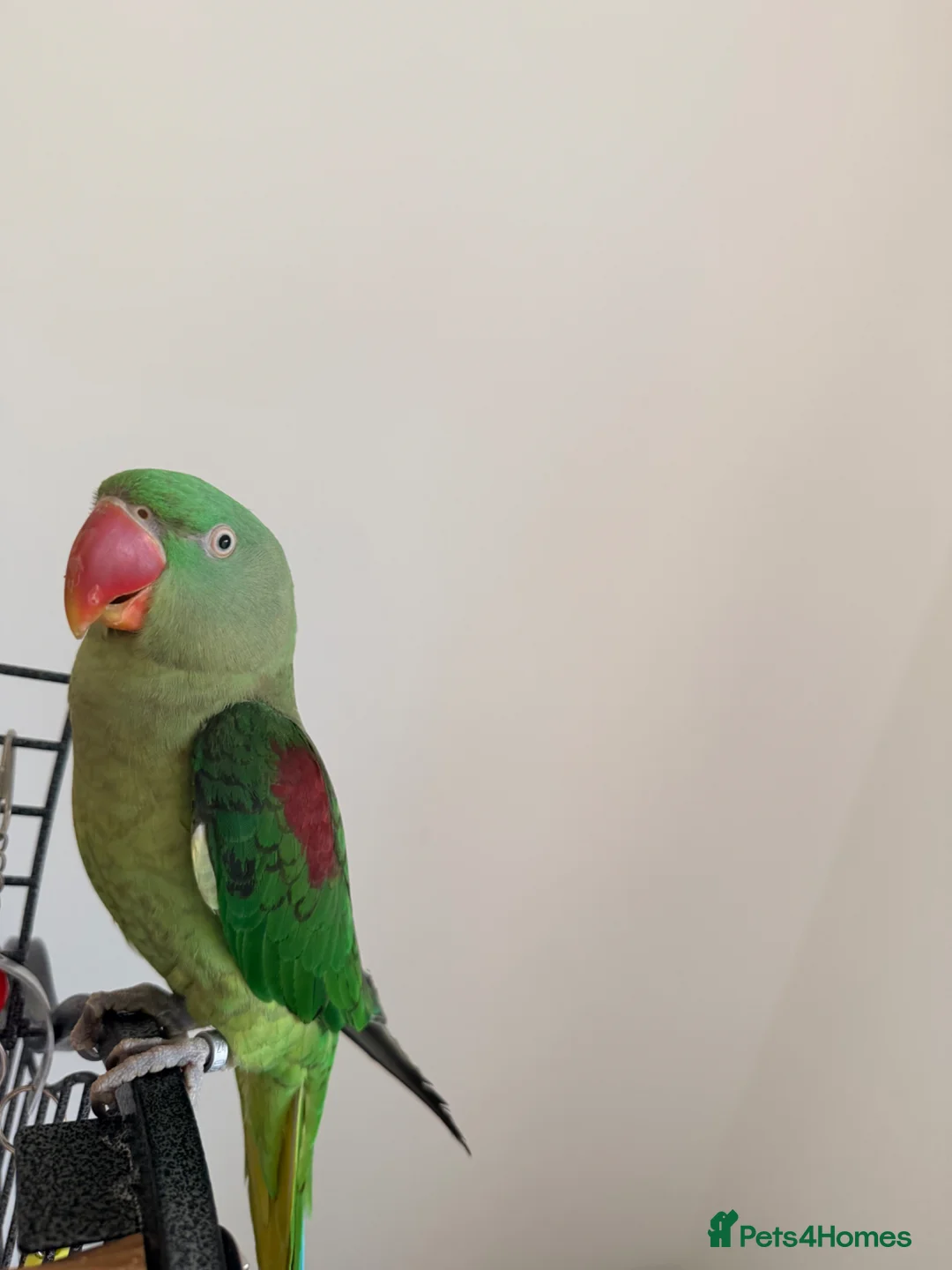 Ringnecks birds for sale: Extremely hand tamed Alexandra parrot  - Advert 2