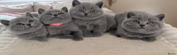 British Shorthair cats for sale: Chunky teddy bear GCCF British shorthair  - Advert 5