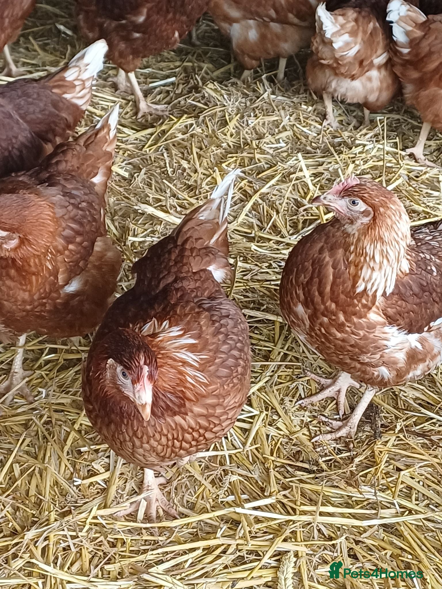Chickens poultry Bovans POL Pullets - Advert 2