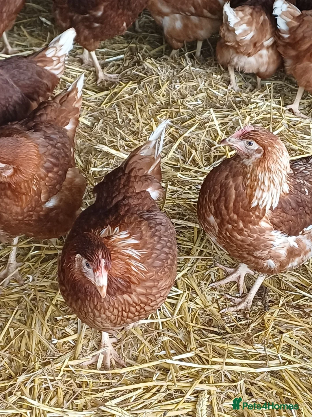 Chickens poultry for sale: Bovans POL Pullets in Daventry - Advert 1
