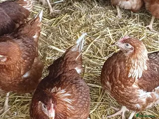 Chickens poultry Bovans POL Pullets - Advert 2